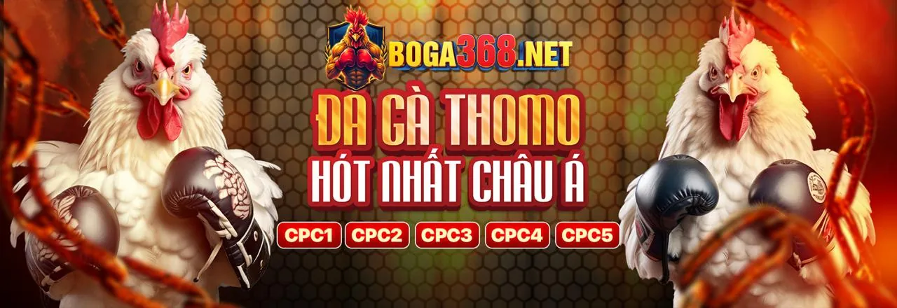 Đá gà b888 chính thức trực tiếp từ đấu trường